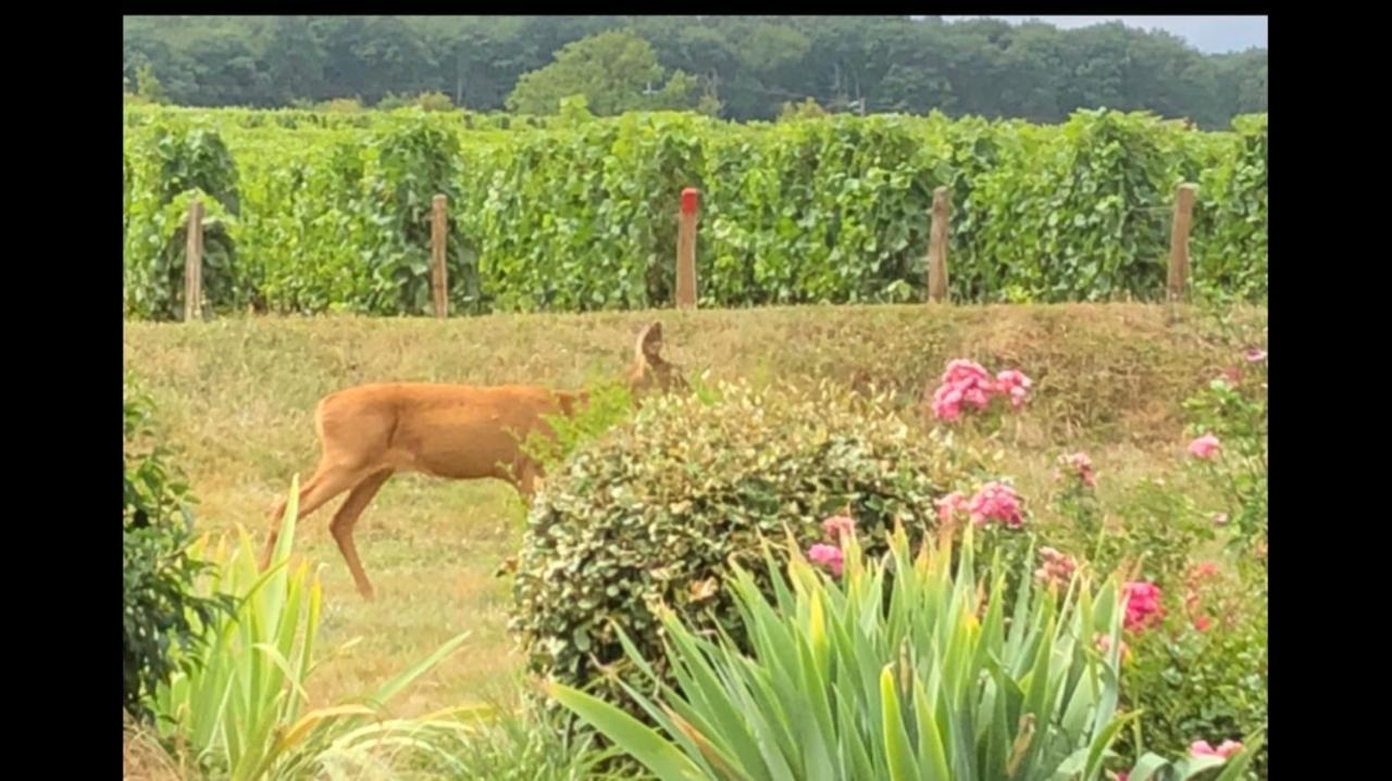 Апартаменты Avre De Paix Sancerrois Thauvenay Экстерьер фото